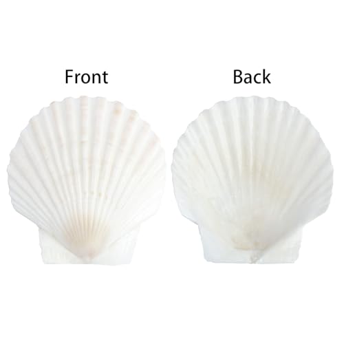20 Pcs Natural Scallop Shells - 3 Inch Large White Seashells for Crafts