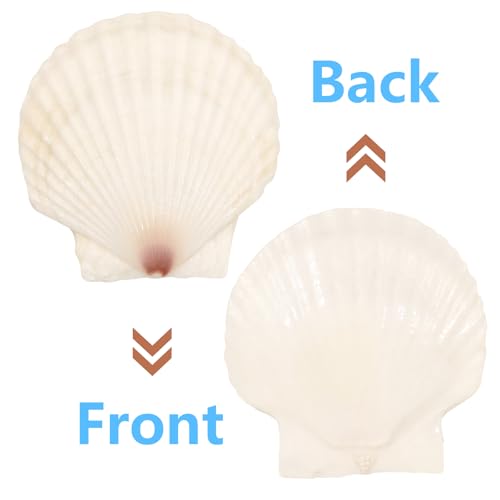 10 Large Scallop Shells (4-5 Inch) for Crafting & DIY Projects