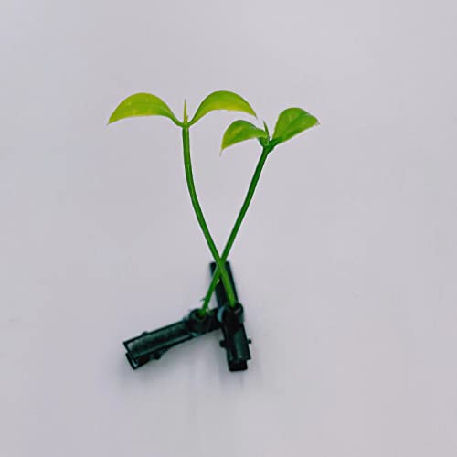 TENBOR 20 Pcs Bean Sprout Hair Clips - Cute Little Grass Hairpins