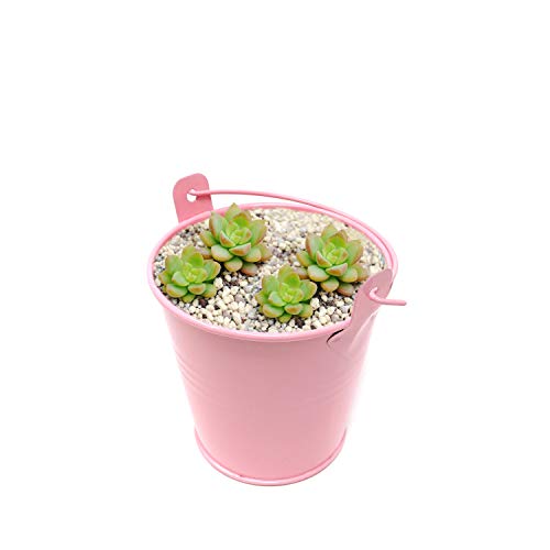 Pink Mini Metal Buckets 2-Pack for Candy, Snacks, Small Plants, Decorations