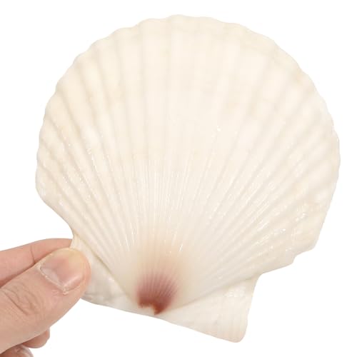 10 Large Scallop Shells (4-5 Inch) for Crafting & DIY Projects