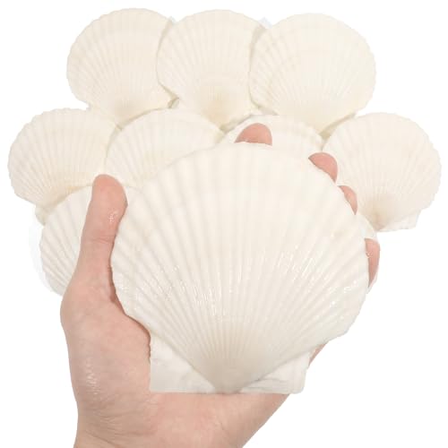 10 Large Scallop Shells (4-5 Inch) for Crafting & DIY Projects