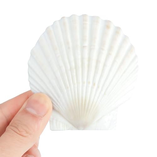 20 Pcs Natural Scallop Shells - 3 Inch Large White Seashells for Crafts