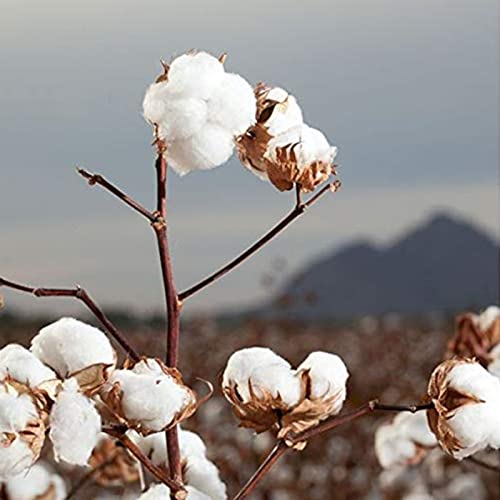 Organyc 100% Organic Cotton Rounds - Biodegradable & Sensitive Skin (70 Count)