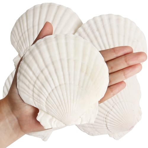8 PCS Natural Scallop Seashells for Crafts, 4-5 Inch Large Clam Shells
