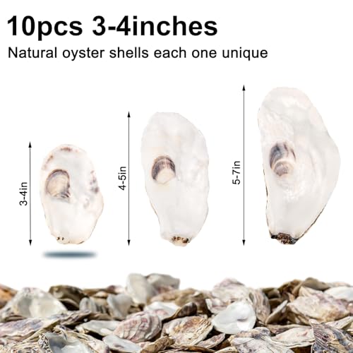 HOHUCRAB 10Pcs 3-4 Inch Natural Flat Oyster Shells for Crafts and Decor