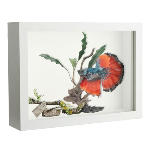 5x7 White Shadow Box Frame with Real Glass Display Case for Memorabilia