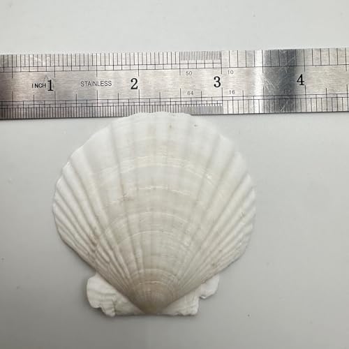 30 PCS Natural White Seashells 2-3 Inches for DIY Crafts & Decor