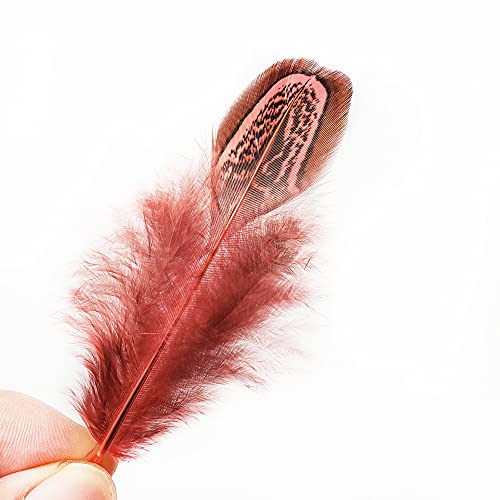 Natural Pheasant Plumage Feathers - 50 pcs, 2-3 Inches, Red