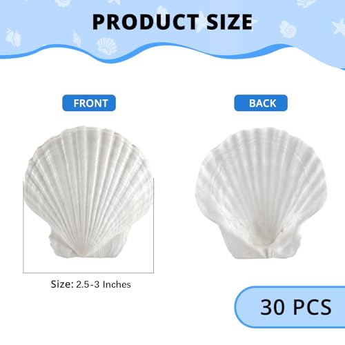 30PCS 2.5-3 Inch Natural White Scallop Shells for Crafts, Decor & Aquariums