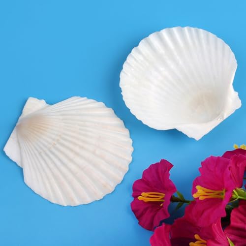 20 Pcs Natural Scallop Shells - 3 Inch Large White Seashells for Crafts
