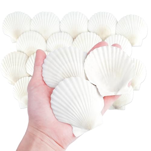 20 Pcs Natural Scallop Shells - 3 Inch Large White Seashells for Crafts