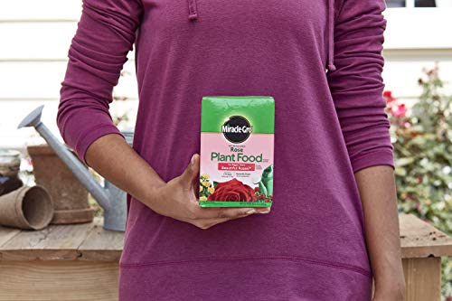 Miracle-Gro Water Soluble Rose Plant Food 1.5 lb. (2-Pack) for Boosting Bloom Size