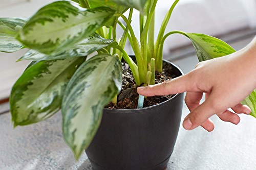 Miracle-Gro Indoor Plant Food Spikes - 48 Count for Houseplants