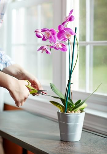 Miracle-Gro Orchid Plant Food Spikes, 2-Pack (20 Total Spikes)
