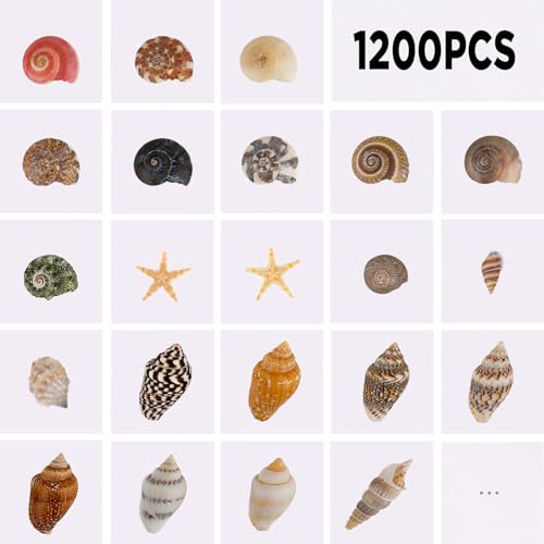 1200 PCS Natural Tiny Seashells & Starfish for Crafts & Decor