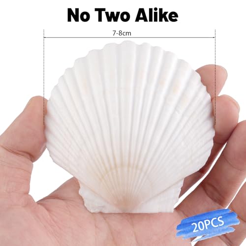 20 Pcs Natural Scallop Shells - 3 Inch Large White Seashells for Crafts