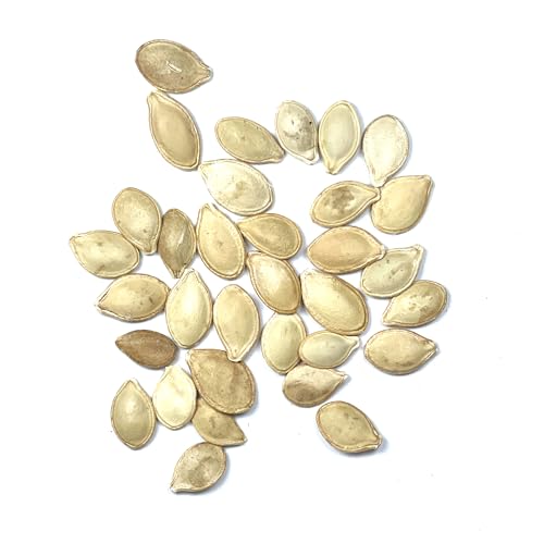 Straightneck Squash Seeds - 30 Heirloom Seeds for Summer Garden