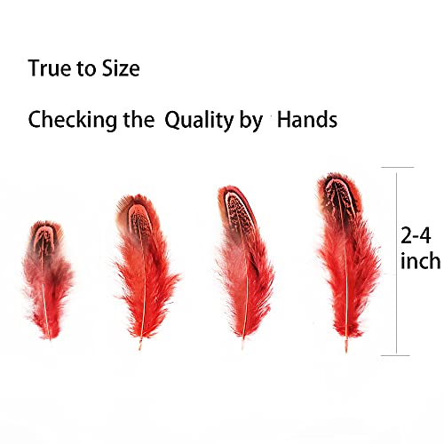 Natural Pheasant Plumage Feathers - 50 pcs, 2-3 Inches, Red