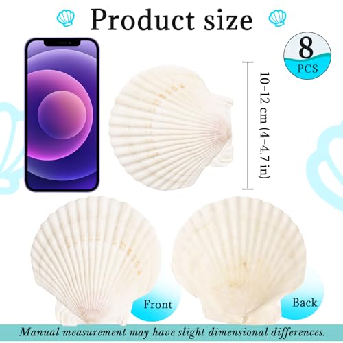 8 PCS Natural Scallop Seashells for Crafts, 4-5 Inch Large Clam Shells