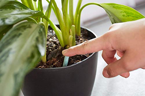 Miracle-Gro Indoor Plant Food Spikes - 48 Count for Houseplants