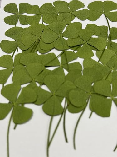 24 Mini Real Pressed Four Leaf Clover Flowers for Crafting