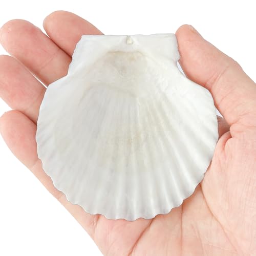20 Pcs Natural Scallop Shells - 3 Inch Large White Seashells for Crafts