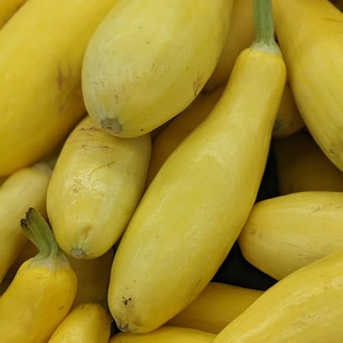 Straightneck Squash Seeds - 30 Heirloom Seeds for Summer Garden