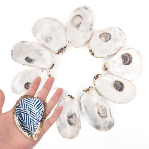 HOHUCRAB 10Pcs 3-4 Inch Natural Flat Oyster Shells for Crafts and Decor
