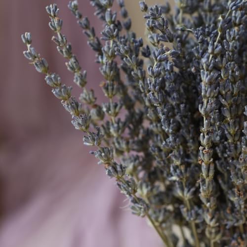 100+ Natural Dried Lavender Flowers Bundle for Home Decor
