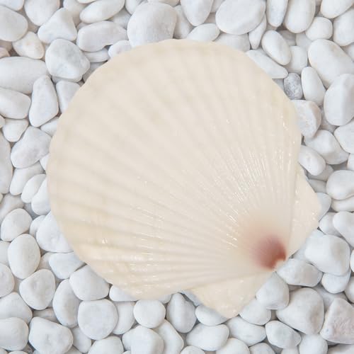 10 Large Scallop Shells (4-5 Inch) for Crafting & DIY Projects