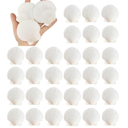 30 Natural Scallop Shells 2.3-3'' for DIY Crafts & Home Décor