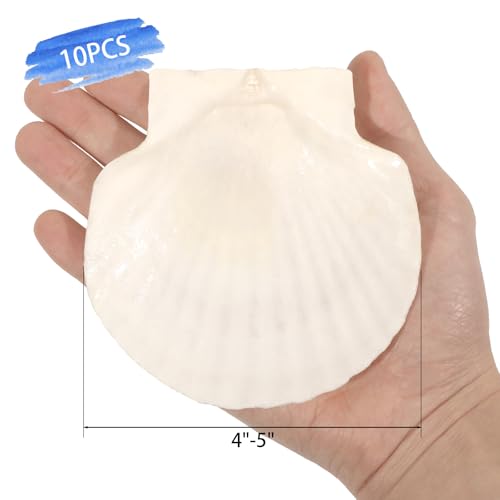 10 Large Scallop Shells (4-5 Inch) for Crafting & DIY Projects