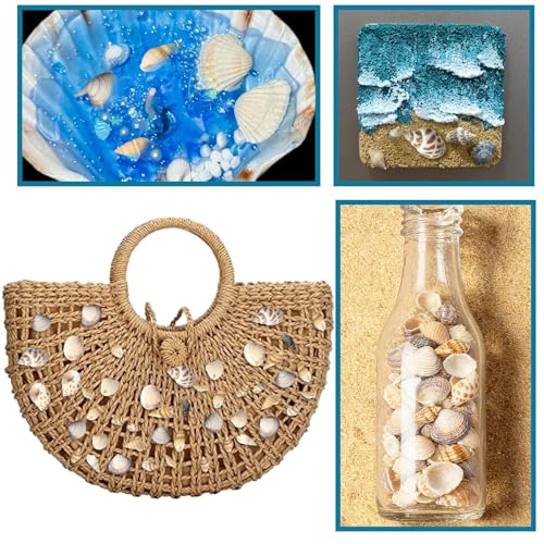 Natural Mixed Seashells for Crafts - 550 Piece Mini Shell Set for Decor