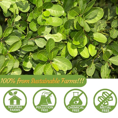 Premium 60 Unsmoked Yerba Mate Tea Bags - 100% Pure Leaves
