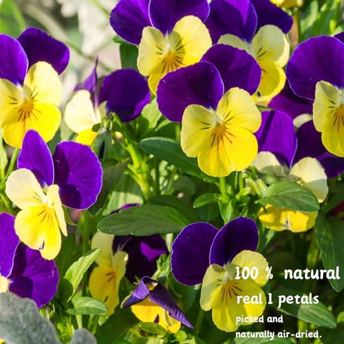 60 Pcs Dried Pressed Edible Viola Flowers Set for DIY Crafts