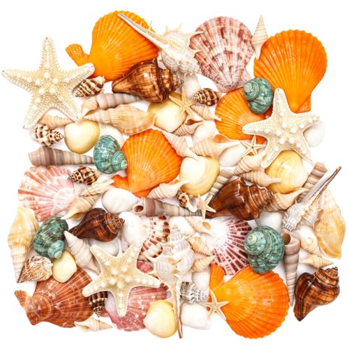 Natural Seashells and Starfish Set for Crafts - 60 Assorted Pieces