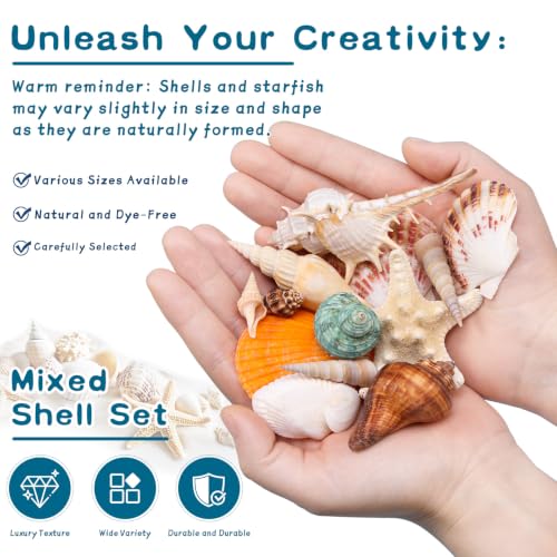 Natural Seashells and Starfish Set for Crafts - 60 Assorted Pieces