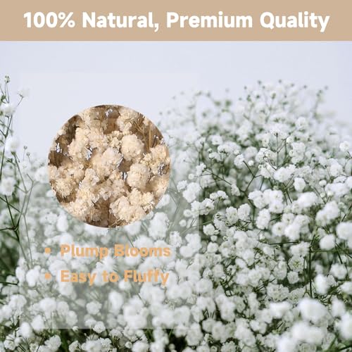 Dried Baby's Breath Bouquet - Pure White Gypsophila Flowers for DIY Decor