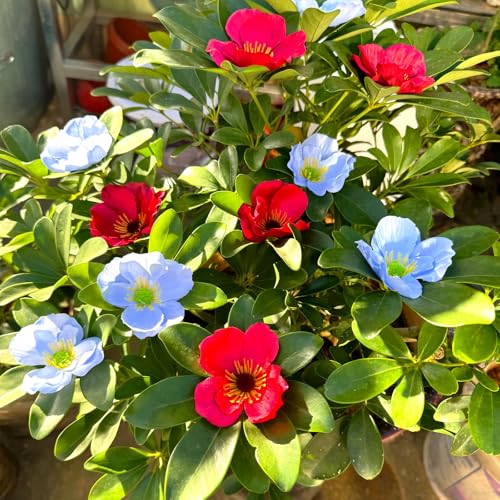 Artificial Poppy Flower Heads 20pcs Light Blue Silk Fake Flowers