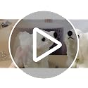 Large Christmas Polar Bear Ornaments Set - White Cuddly Animal Decorations, 5.12 x 7.87 Inches - Stand Included
