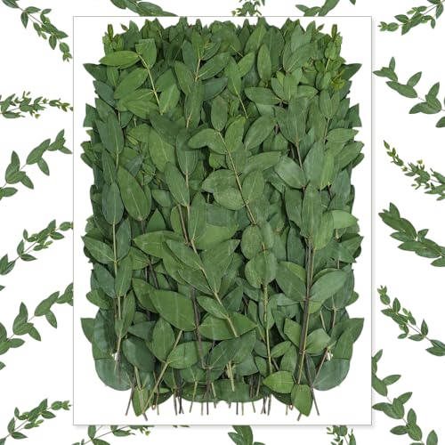 50 Pcs 6 Inch Dried Eucalyptus Leaves - Green Natural Decor