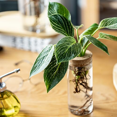 Set of 2 Glass Propagation Vases for Plants - Large & Small
