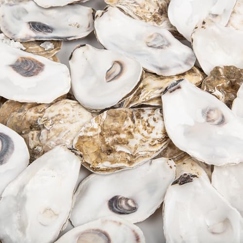 HOHUCRAB 10Pcs 3-4 Inch Natural Flat Oyster Shells for Crafts and Decor