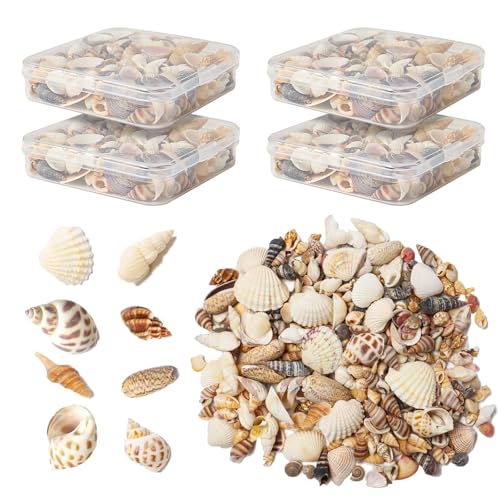 Natural Mixed Seashells for Crafts - 550 Piece Mini Shell Set for Decor