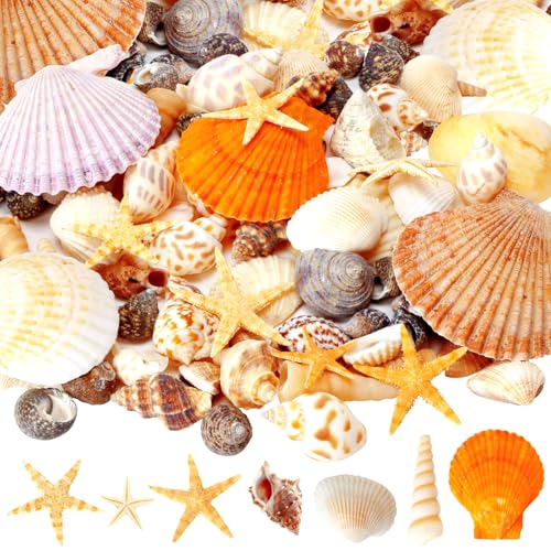 Mixed Sea Shells for Crafts, 7oz Beach Seashells & Starfish Decor