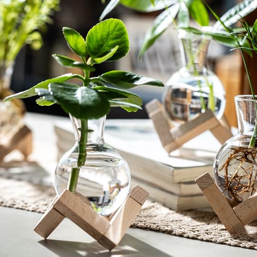 Hydroponic Propagation Station with Wooden Stand - Glass Bulb Vases