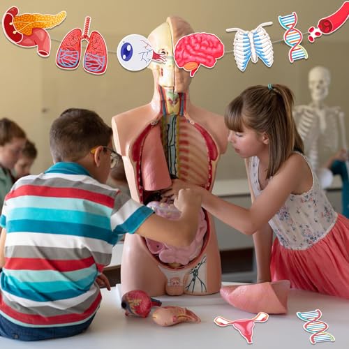 Anatomy Themed Hanging Banner - 28 Pcs Human Body Parts Cutouts