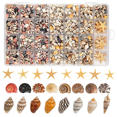 1200 PCS Natural Tiny Seashells & Starfish for Crafts & Decor