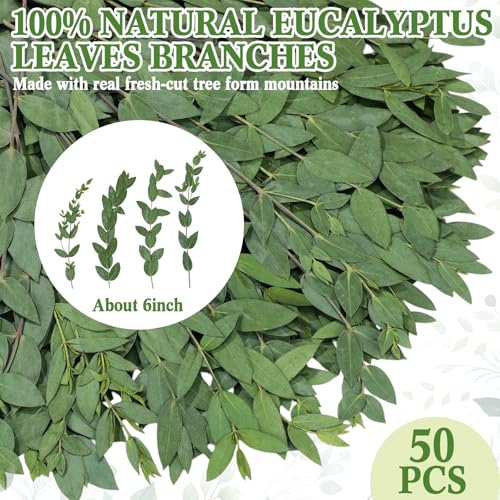 50 Pcs 6 Inch Dried Eucalyptus Leaves - Green Natural Decor